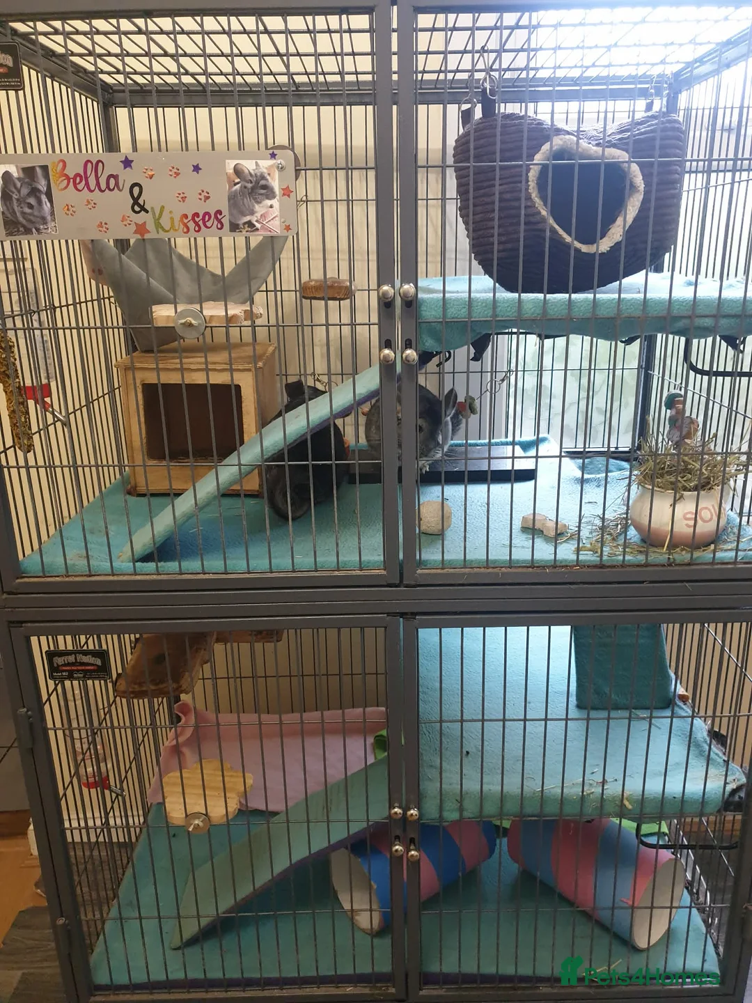 Chinchilla rodents for sale: Chinchillas need rehoming - 2 Females, 2 Males in Gillingham - Advert 2