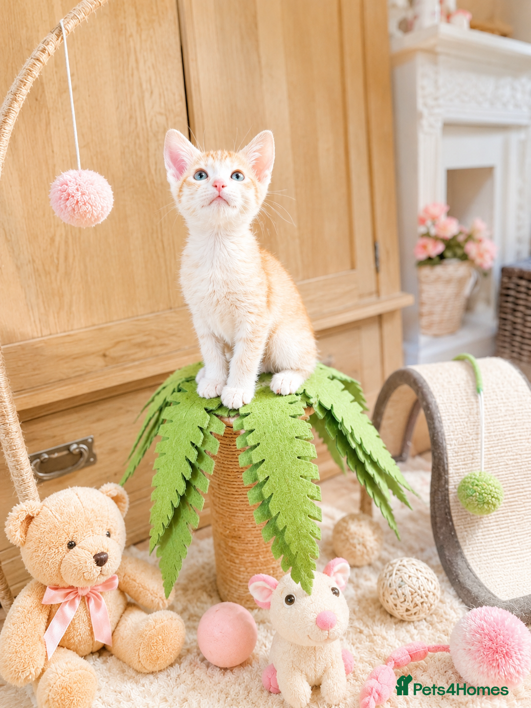 Abyssinian cats for sale: ❤️🏆 Outstanding Abyssinian Kittens Available 🏆❤️ - Advert 2