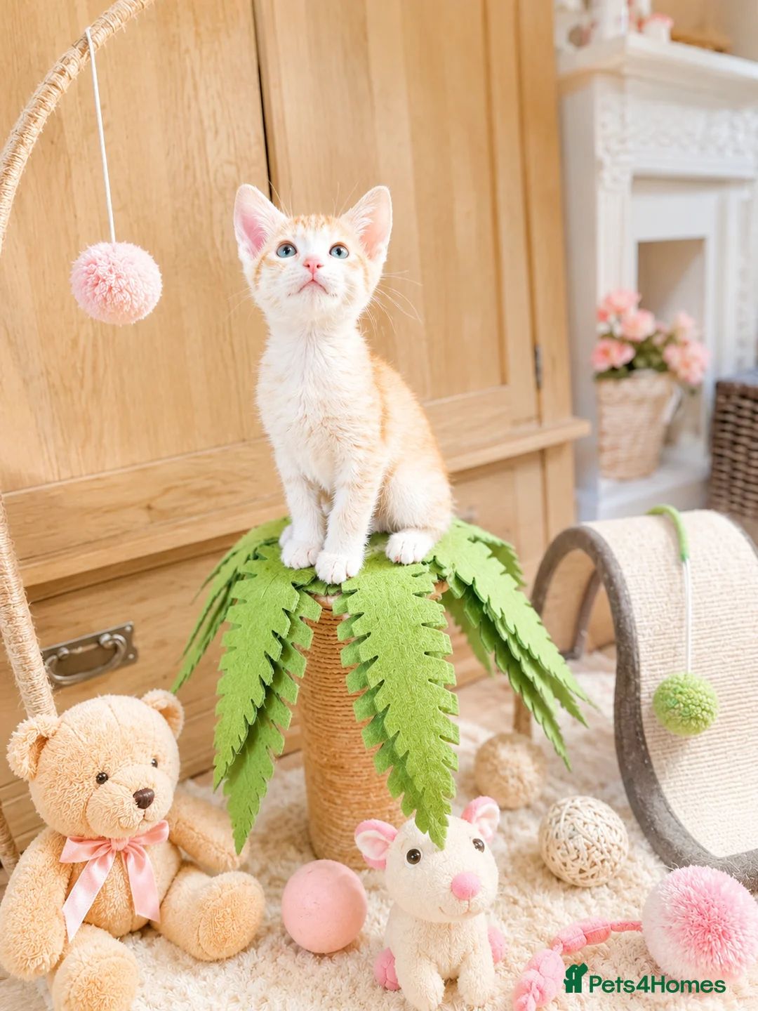 Abyssinian cats for sale: ❤️🏆 Outstanding Abyssinian Kittens Available 🏆❤️ - Advert 1