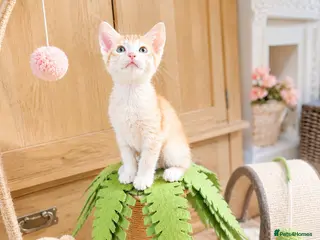 Abyssinian cats for sale: ❤️🏆 Outstanding Abyssinian Kittens Available 🏆❤️ - Advert 2