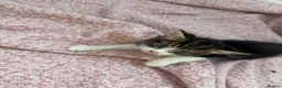 Mixed Breed cats for sale: Kittens 4 for sale  in Cardiff - Advert 10