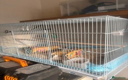 Budgerigars birds for sale: Male baby Budgies with cage - Image 6