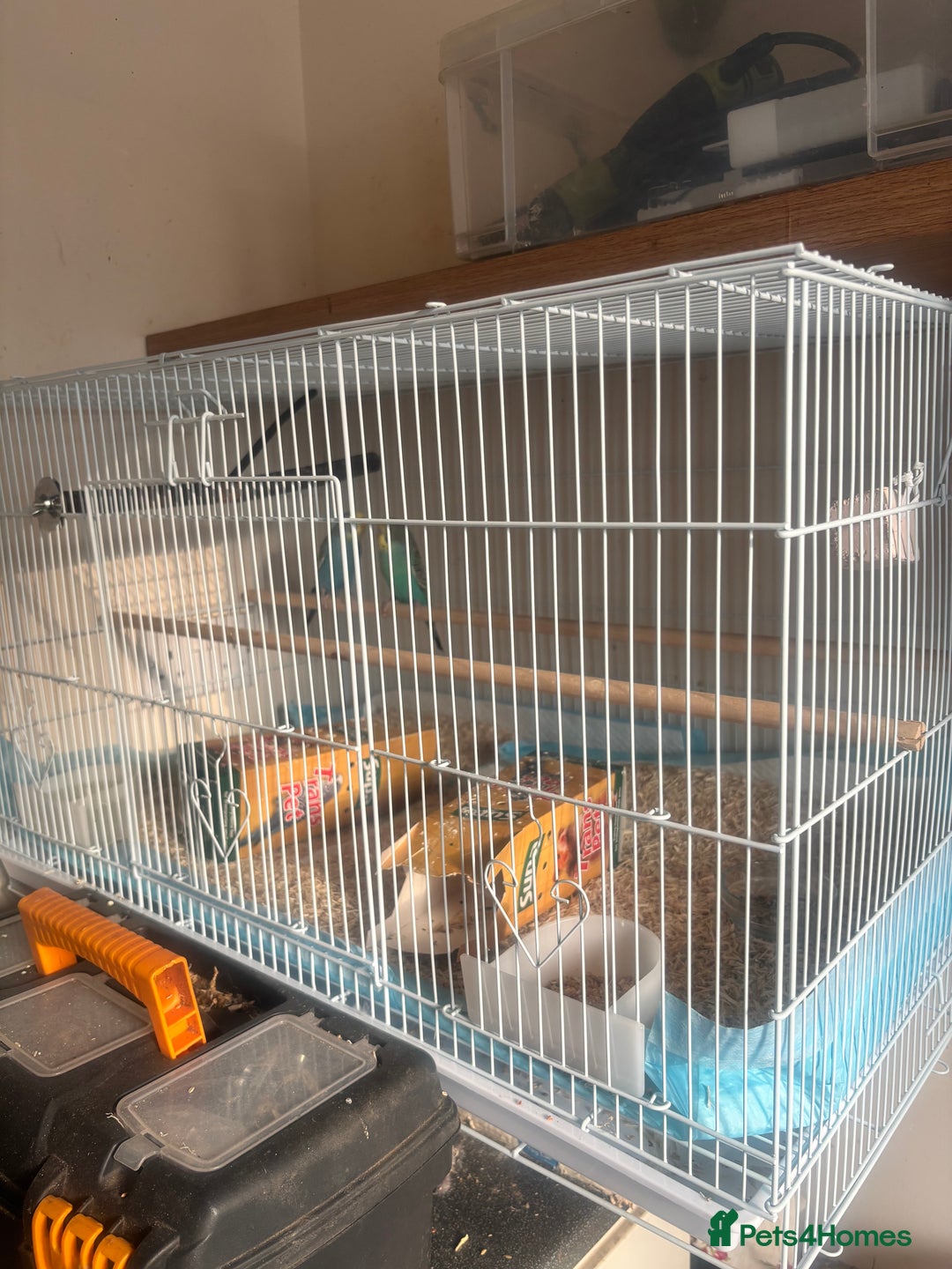 Budgerigars birds for sale: Male baby Budgies with cage - Image 6