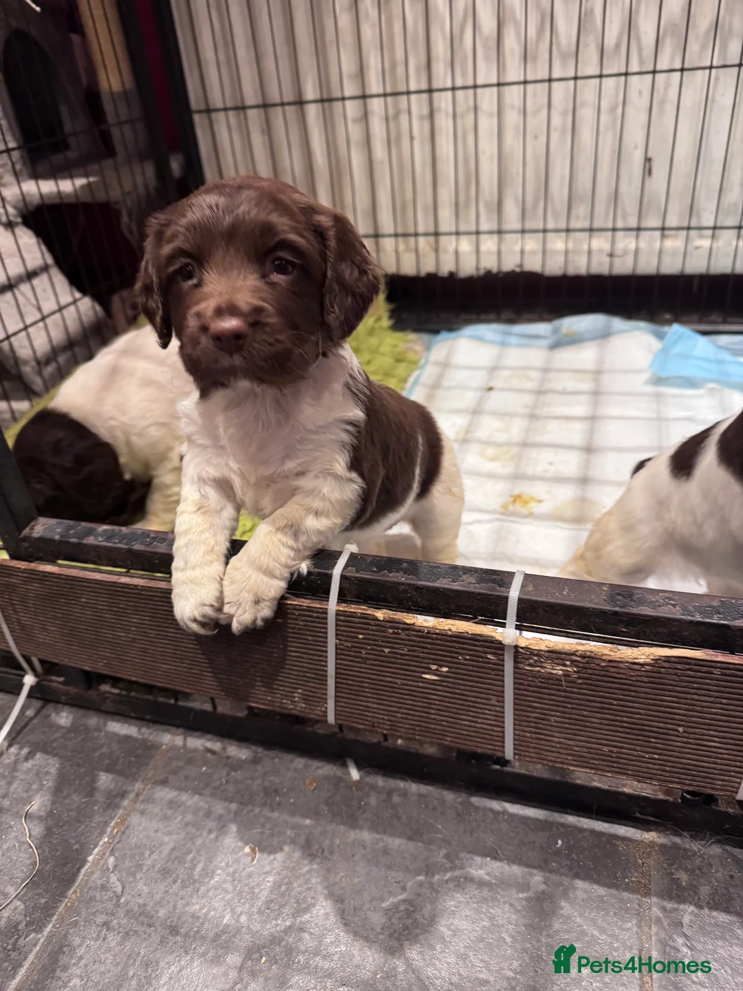 English Springer Spaniel dogs for sale: Springer Spaniel Puppies - Advert 12