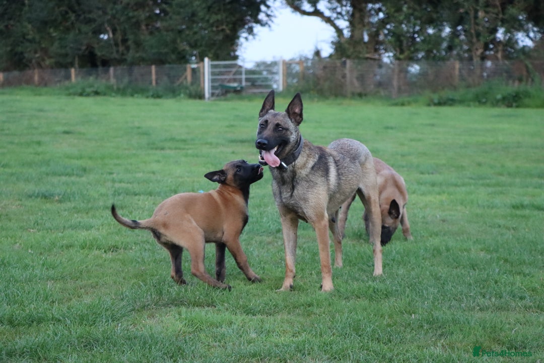 Belgian Shepherd Dog dogs for sale: FCI Belgian Malinois male  - Advert 3