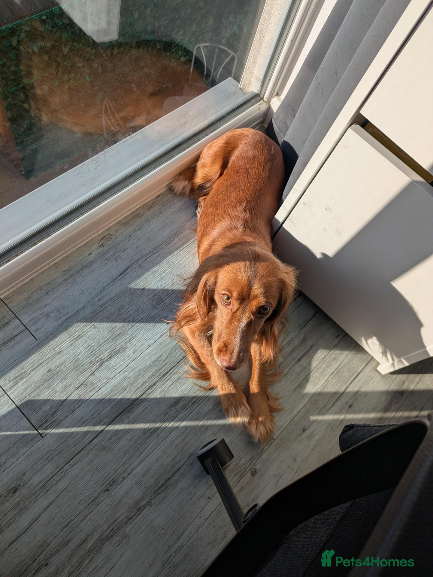 Cocker Spaniel dogs 3YO Cocker Spaniel - Loving Family Home Needed - Advert 4