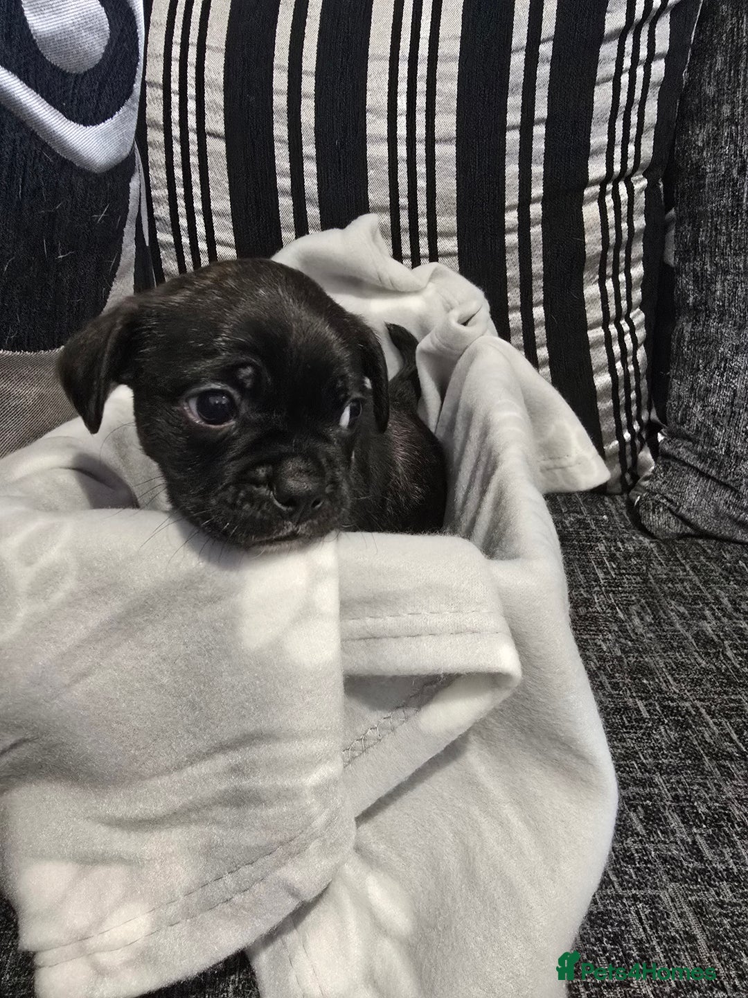 Mixed Breed dogs for sale: Puppy chugs 4 boys  - Image 36