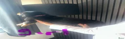 Rottweiler dogs for sale: Outstanding pure  Rottwilwer - Advert 12