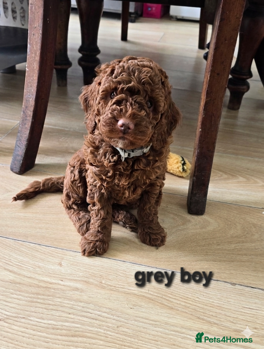 Cockapoo dogs Adorable Cockapoo puppies 🐶 - Advert 7