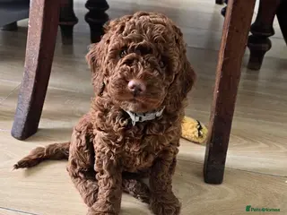Cockapoo dogs Adorable Cockapoo puppies 🐶 - Advert 7