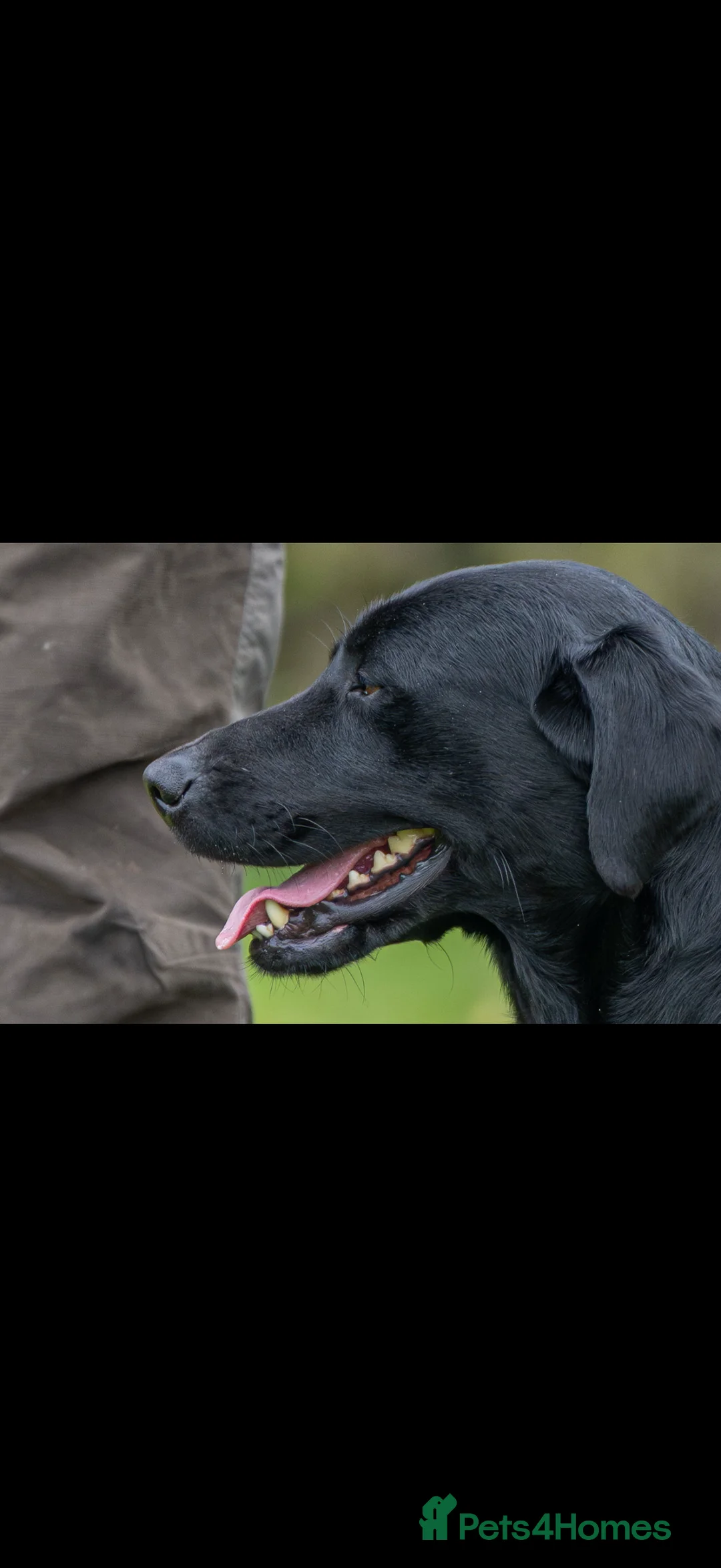 Labrador Retriever dogs for stud: For stud  in Market Drayton - Advert 4