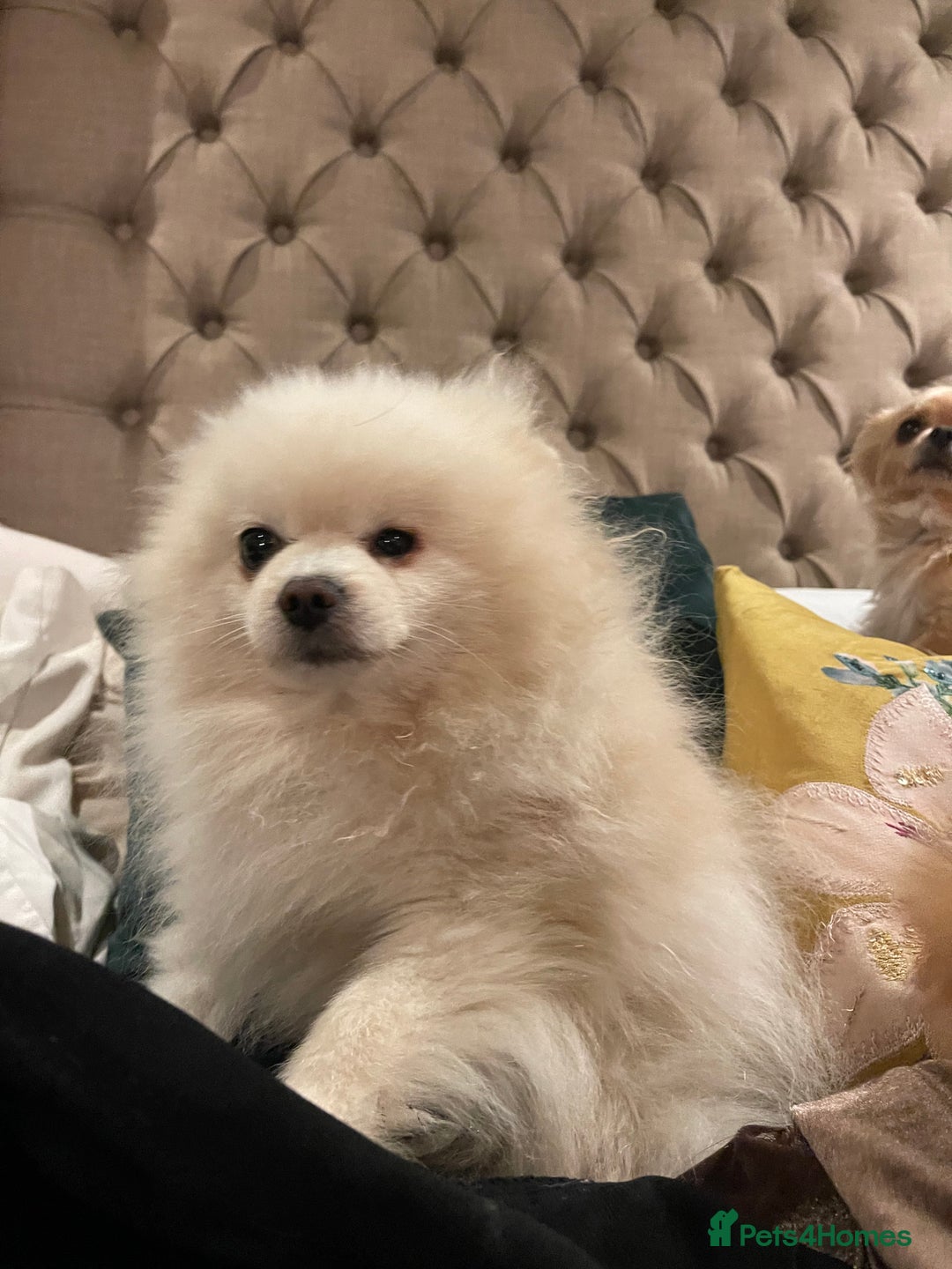 Pomchi dogs for sale: 3 little pomchis  - Advert 10