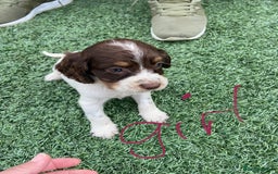 Cocker Spaniel dogs for sale: Cocker spaniels  - Image 6
