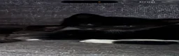 Domestic Shorthair cats for sale: 4 stunning babies  - Advert 14