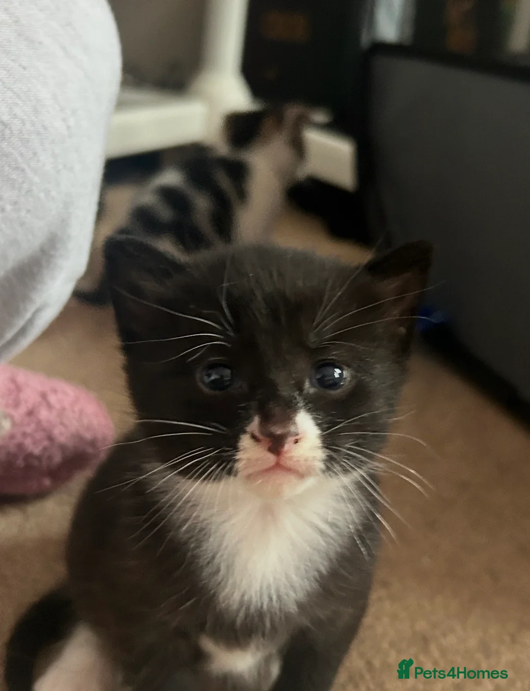 Mixed Breed cats for sale: Four gorgeous kittens looking for forever homes - Advert 2