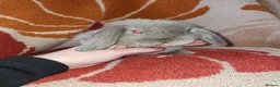 Mini Lop rabbits for sale: Beautiful mini lops, smoke and chocolate sable - Advert 4