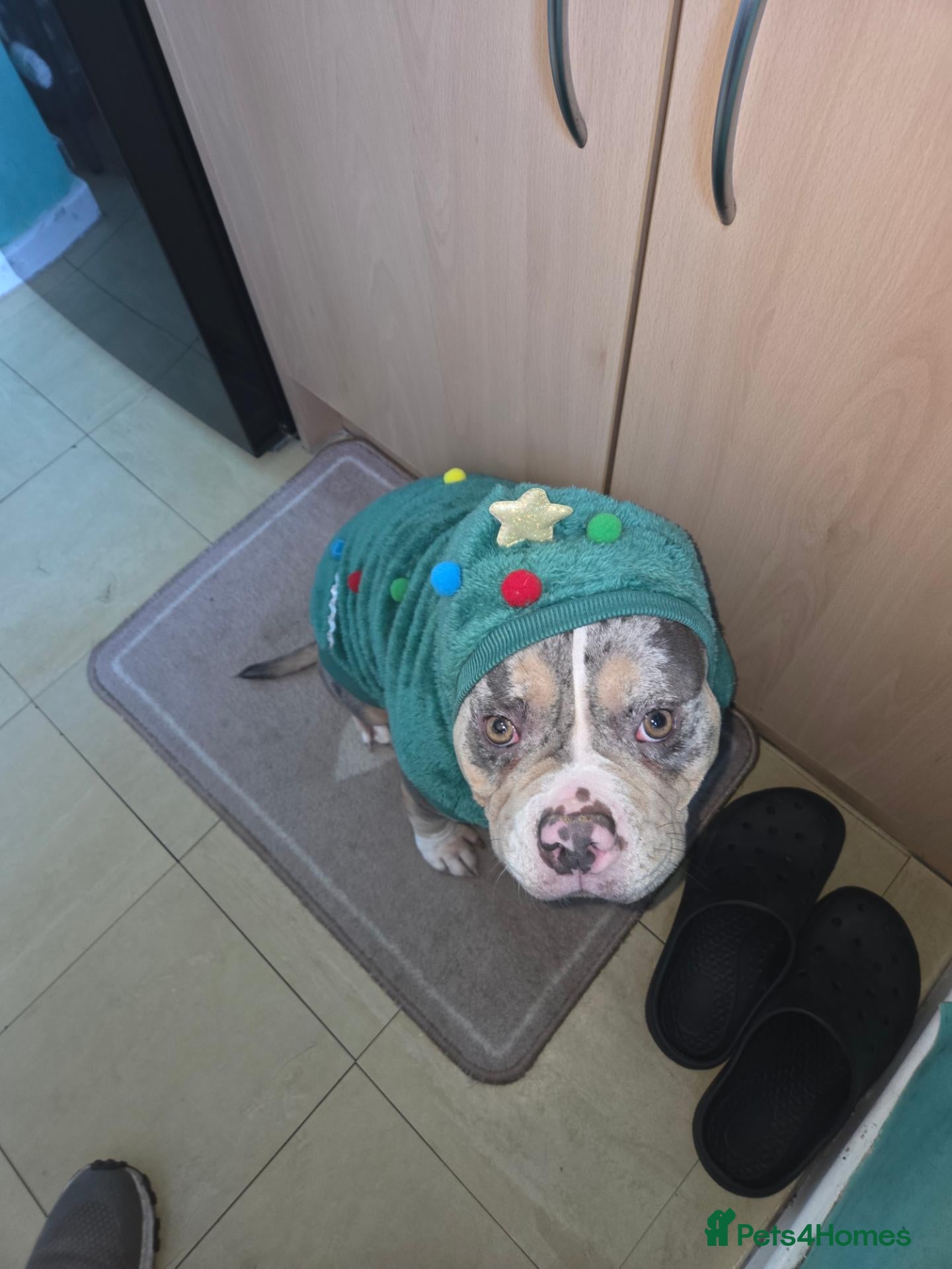 American Bully dogs This is kiaya she's blue tri merl - Advert 14