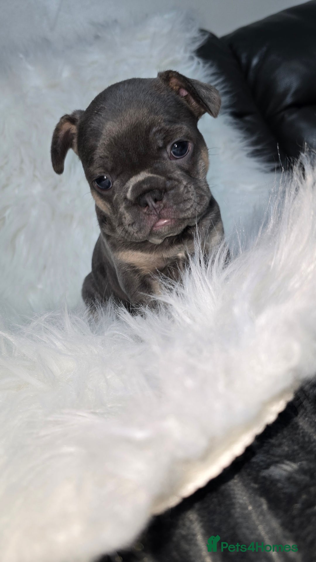French Bulldog dogs for sale: Stunning french bulldog puppies - Advert 10