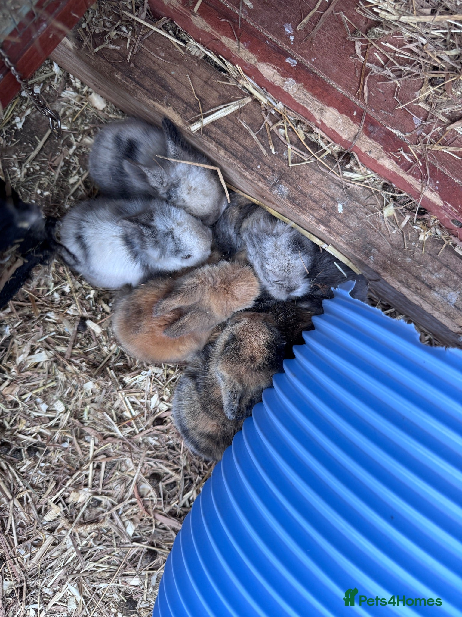 Mini Lion Lop rabbits Mini lion lops! Ready soon!! £25 each - Advert 1