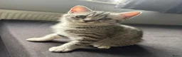 British Shorthair cats for sale: British short hair kittens X3 in Horsham - Advert 7