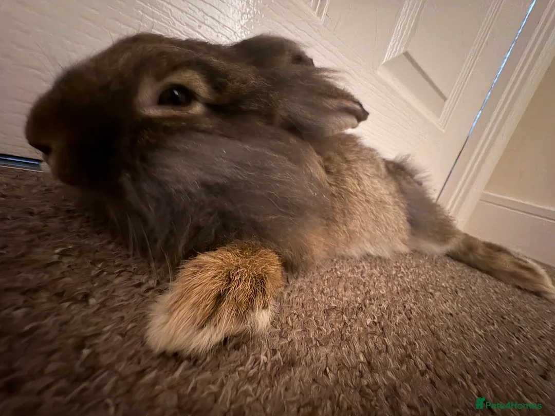 Lionhead rabbits for sale: Loving brown lionhead rabbit - Advert 2