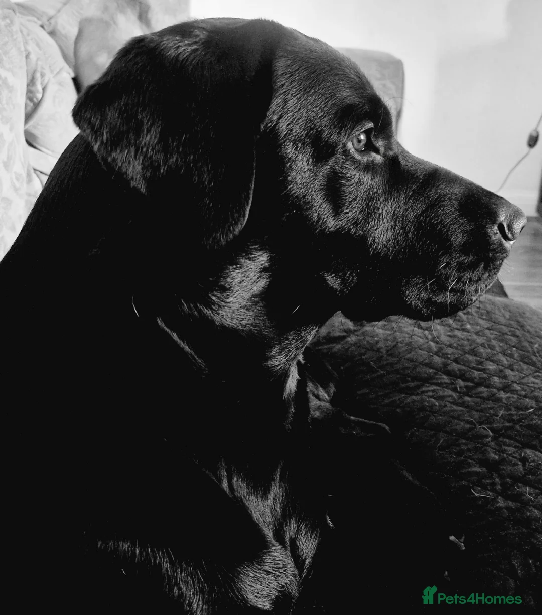 Labrador Retriever dogs for stud: Labrador Ret. 100%-success PROVEN KC/Health tested in Brecon - Advert 35