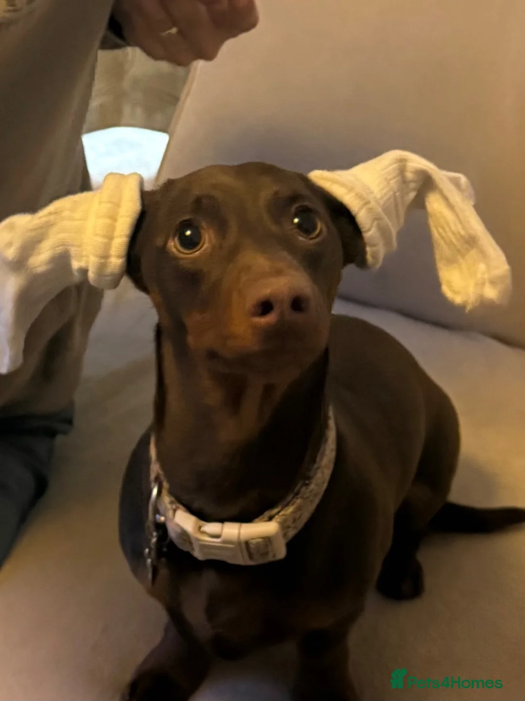 Dachshund dogs for sale: Reluctant rehoming in Bournemouth - Advert 2