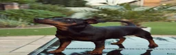 Miniature Pinscher dogs for stud: MINIATURE PINSCHER FOR STUD in Enfield - Advert 2