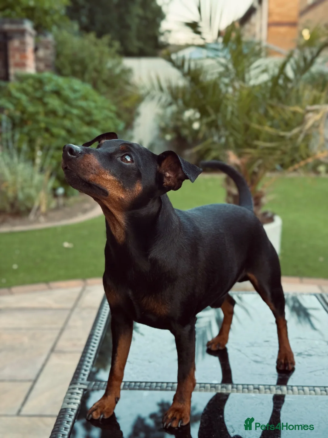 Miniature Pinscher dogs for stud: MINIATURE PINSCHER FOR STUD in Enfield - Advert 2