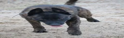 Belgian Shepherd Dog dogs for sale: Pups from world champion CHANCE - Advert 2