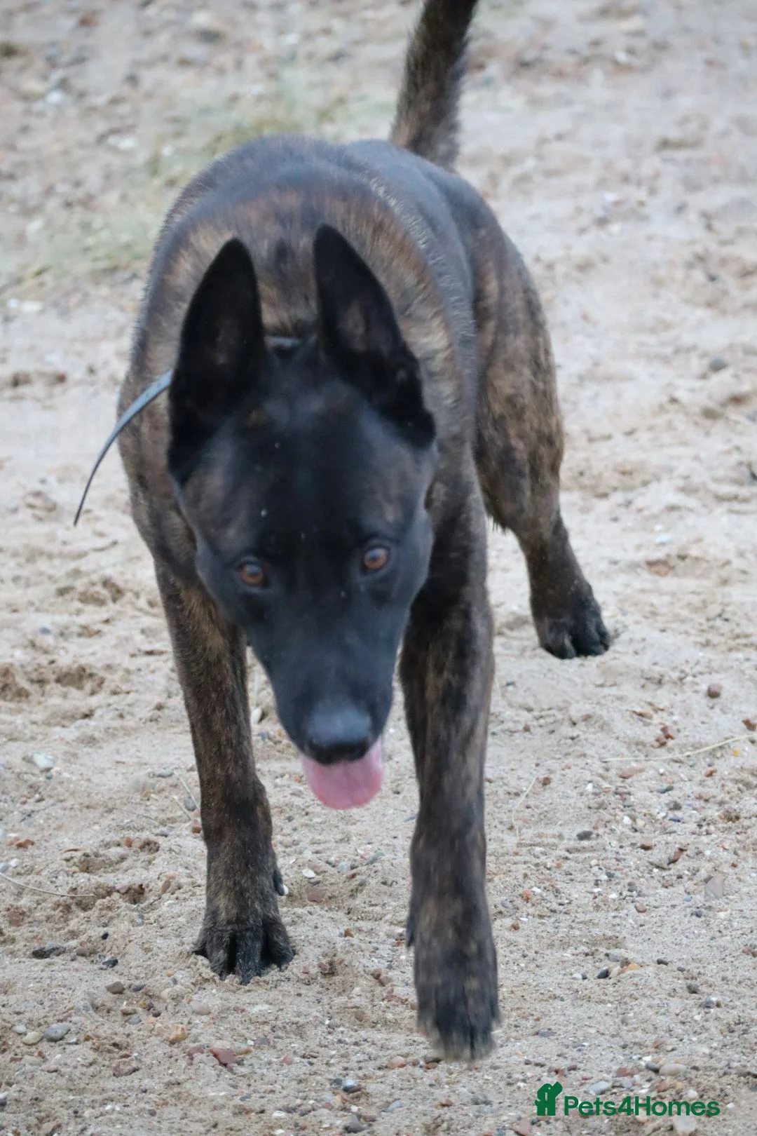 Belgian Shepherd Dog dogs for sale: Pups from world champion CHANCE - Advert 2