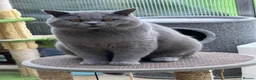 British Shorthair cats for sale: Adorable Kittens for Sale 🐾 - Advert 9