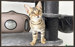Savannah cats for sale: Dramatically reduced and ready F5 SBT Savannahs in Bingley - Image 26
