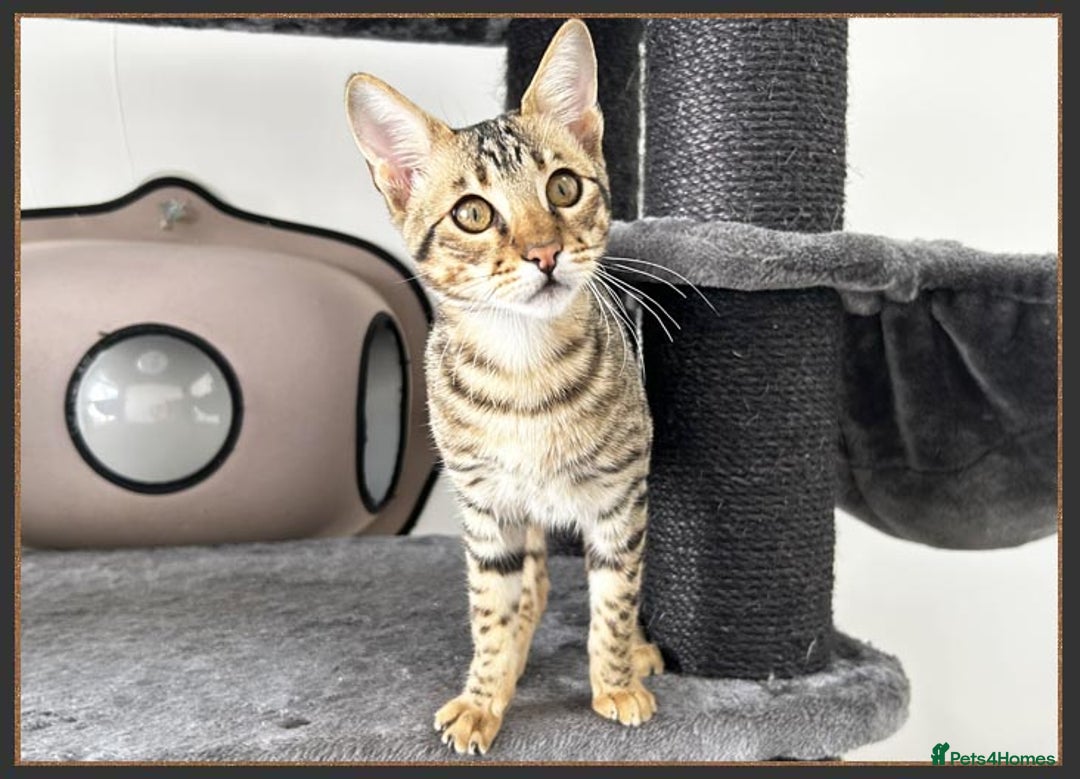 Savannah cats for sale: Dramatically reduced and ready F5 SBT Savannahs in Bingley - Image 26
