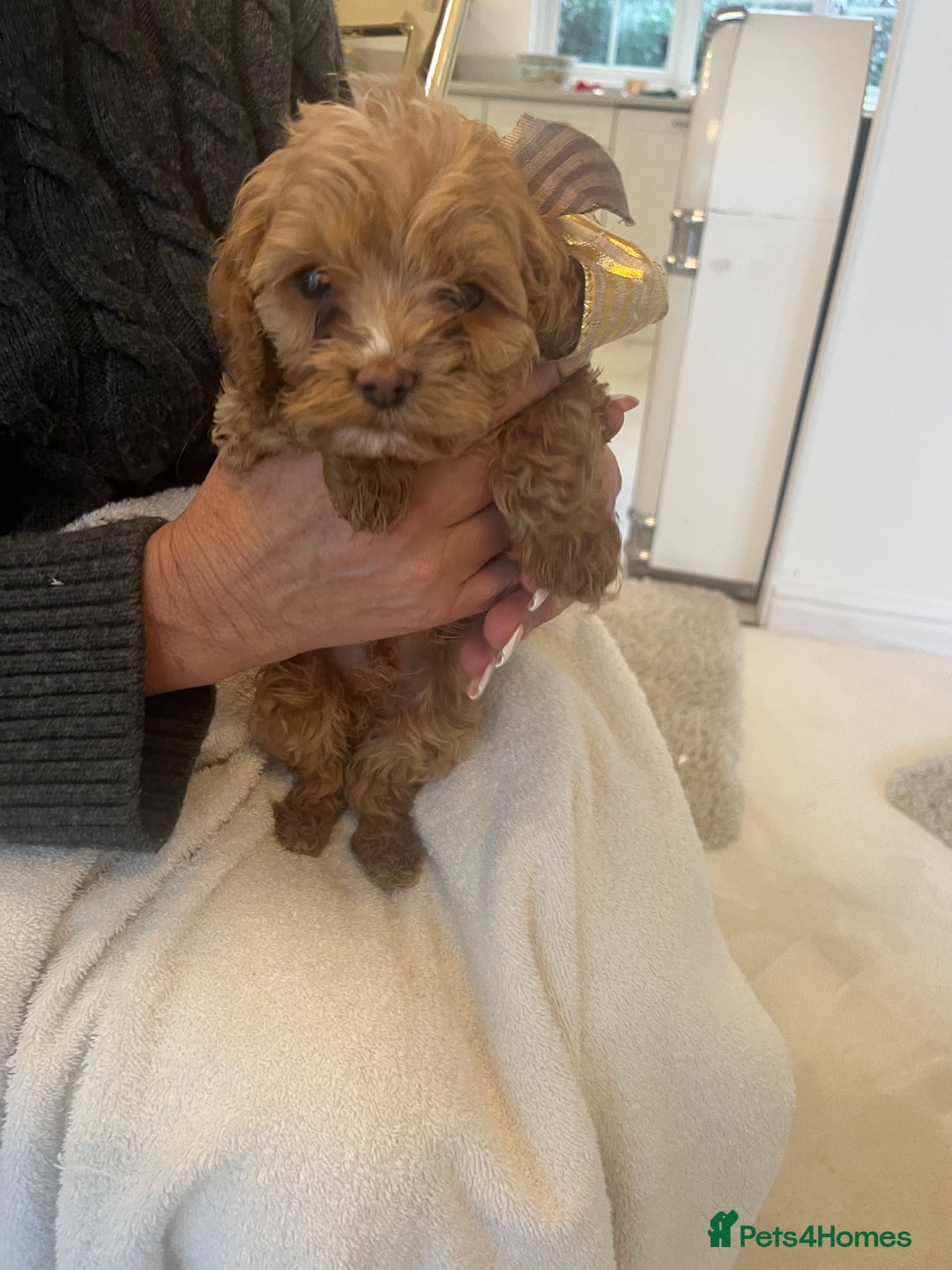 Cockapoo dogs for sale: F1 cockapoo  - Advert 14