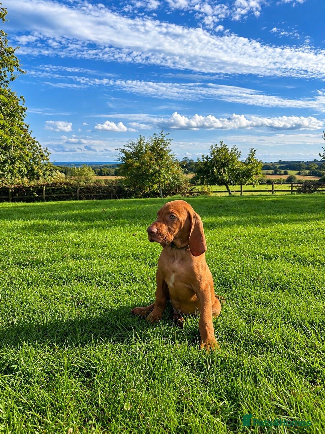 Hungarian Vizsla dogs Hungarian Vizsla Puppies 2 Boys Available - Advert 1