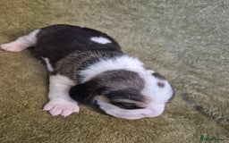 Beagle dogs for sale: 2 Beagle Girl Pups left -(KC Reg), Champ Bloodline - Image 21