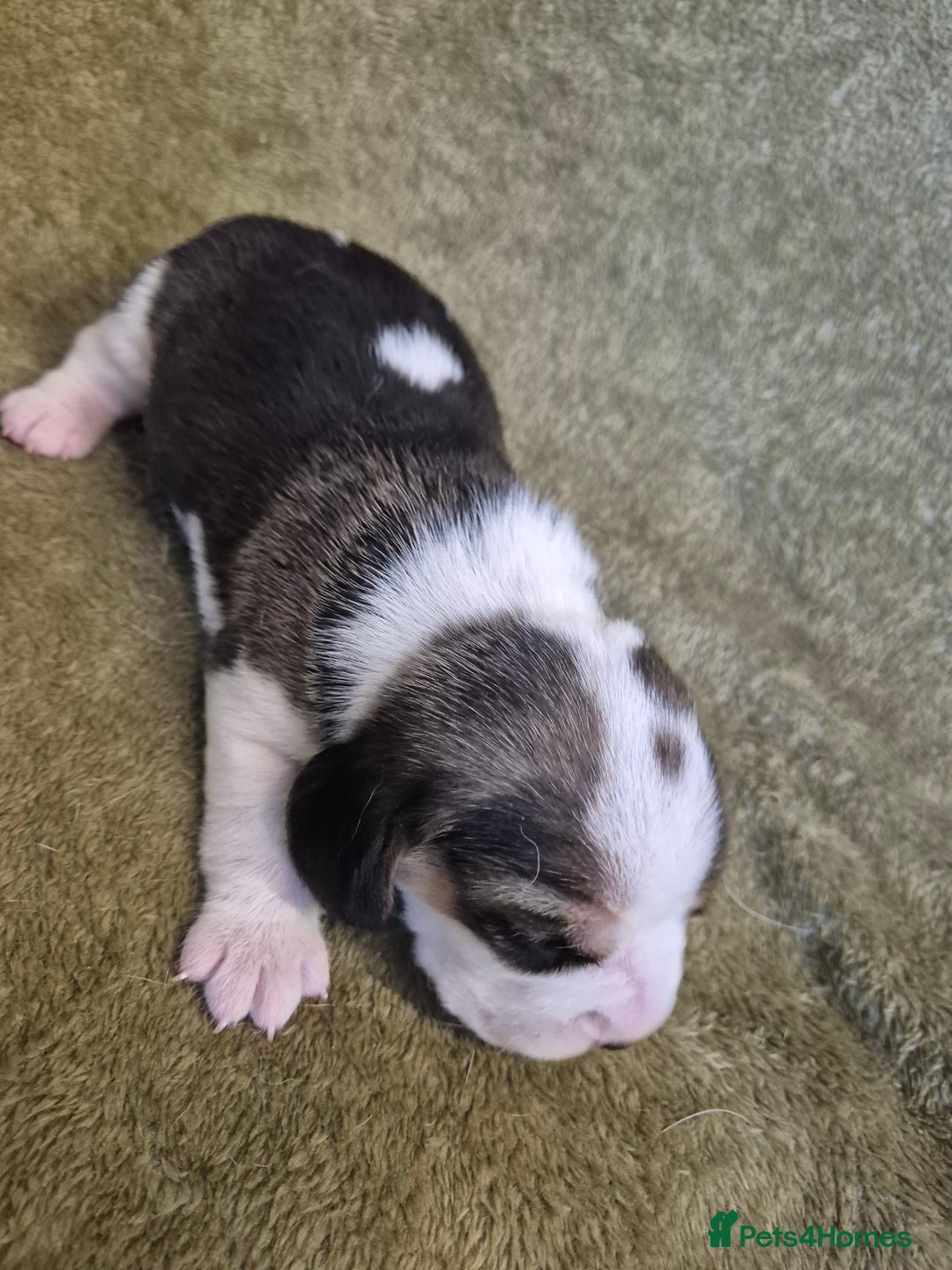 Beagle dogs for sale: 2 Beagle Girl Pups left -(KC Reg), Champ Bloodline - Image 21