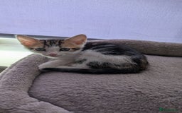Mixed Breed cats for sale: Mixed breed kittens - available immediately  - Image 9