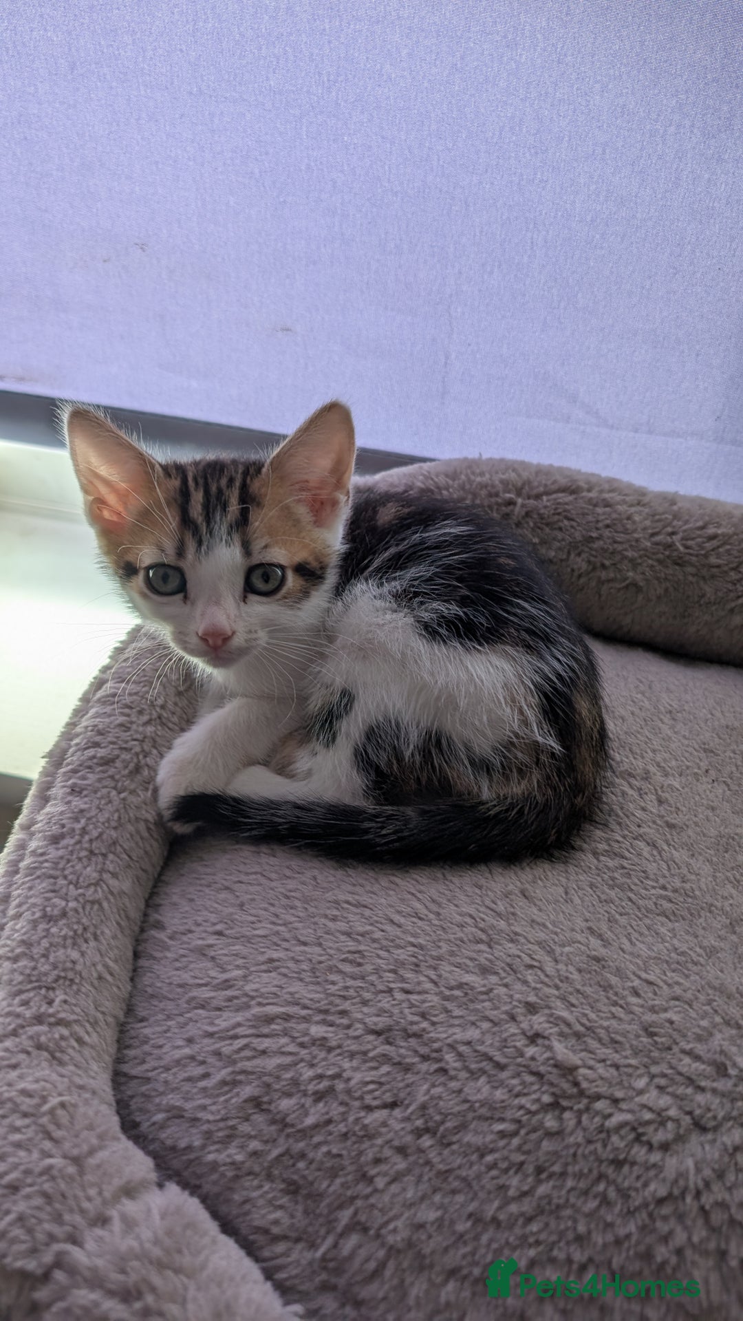 Mixed Breed cats for sale: Mixed breed kittens - available immediately  - Image 9