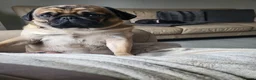 Pug dogs for sale: Fawn with black muzzle pug in Grantham - Advert 7