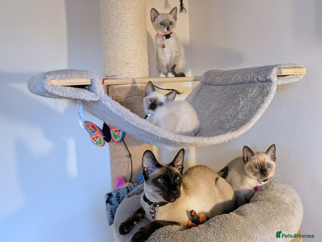 Ragdoll cats for sale: 3 beautiful female kittens available 🩷🧡 💜 - Advert 2