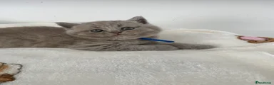 British Shorthair 5