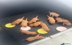 Labrador Retriever dogs for stud: Royal Red gun dog for stud - Image 17