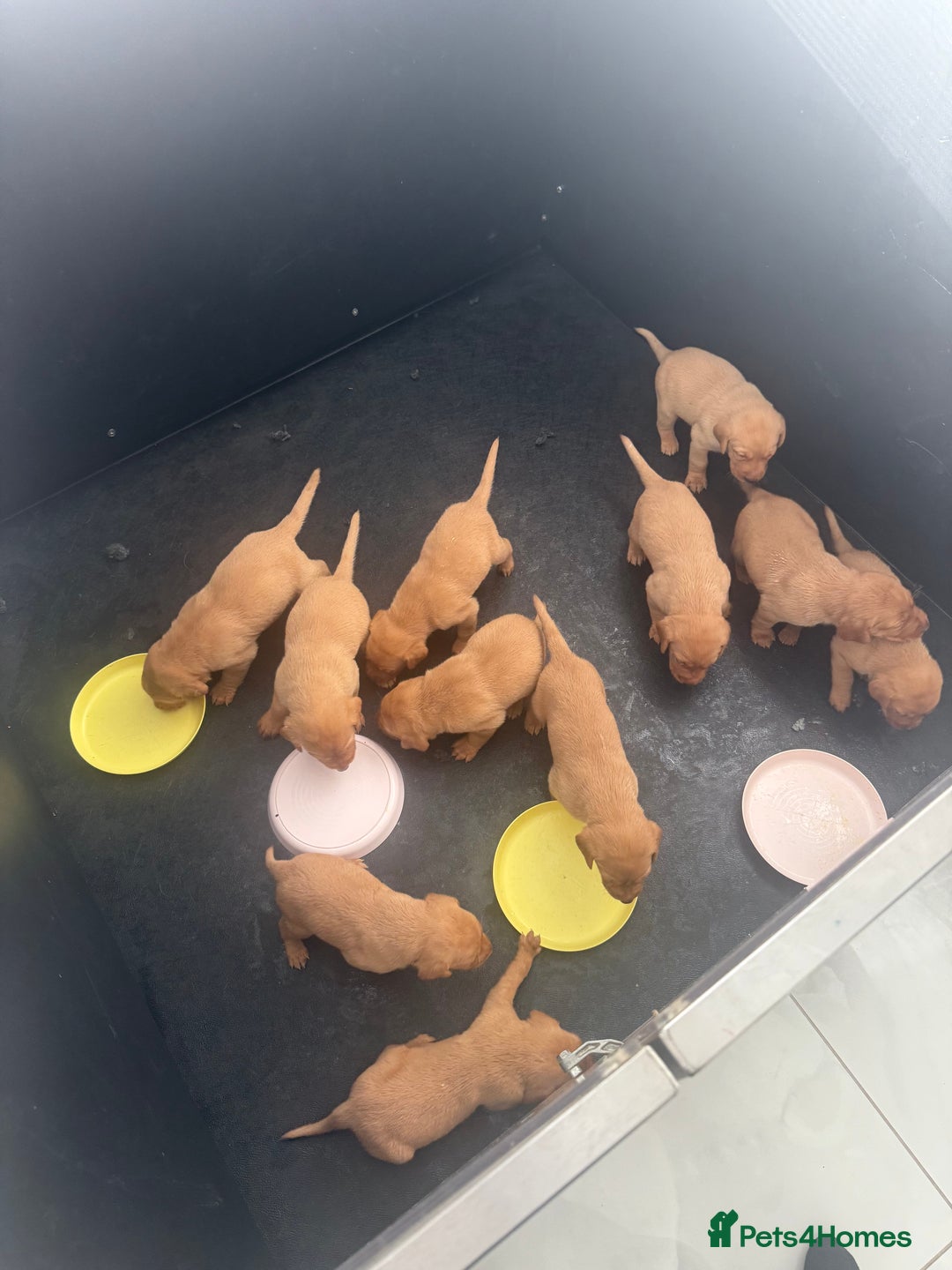 Labrador Retriever dogs for stud: Royal Red gun dog for stud - Image 17