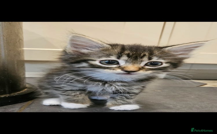 Mixed Breed cats - Advert 7