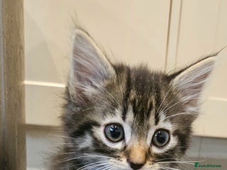 Mixed Breed cats - Advert 5