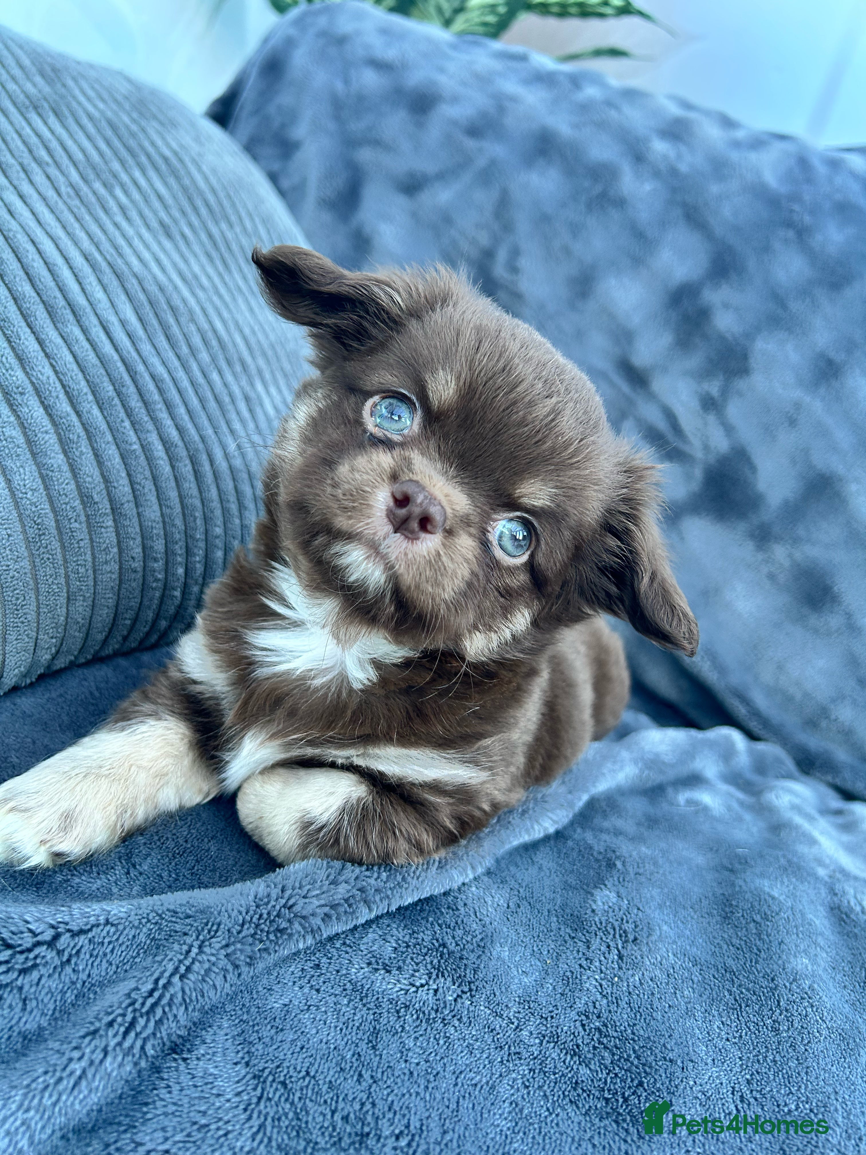 Chihuahua dogs Kc long haired boys - Advert 2