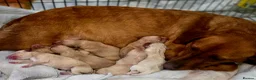 Mixed Breed dogs for sale: Red fox lab cross Puppies  - Advert 3