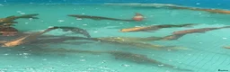 Koi Carp fish for sale: Carp koi 40cm others 58-60cm+ ready to go  - Advert 6